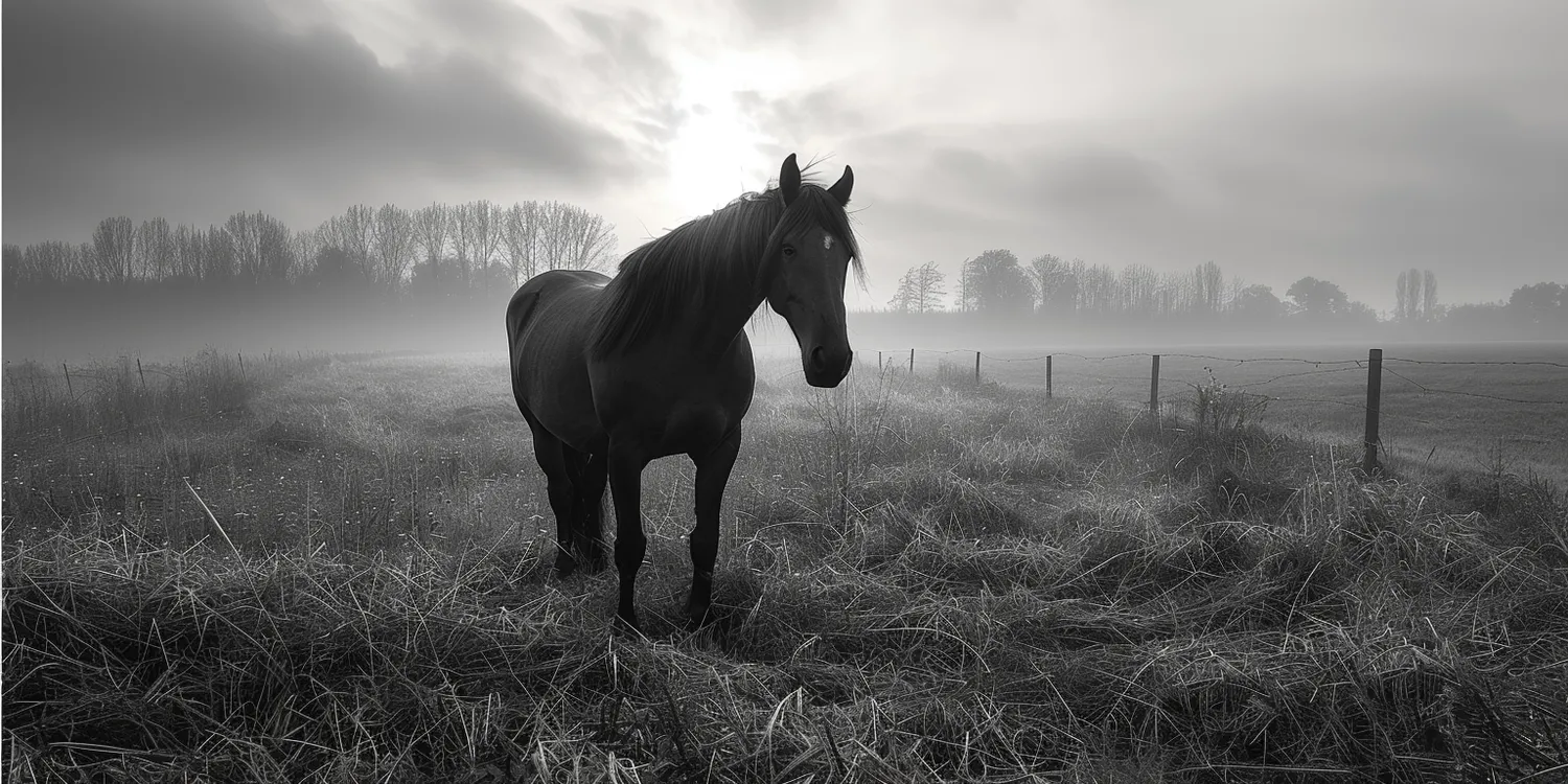 Jak się zachować w momencie odejścia kochanego zwierzaka?