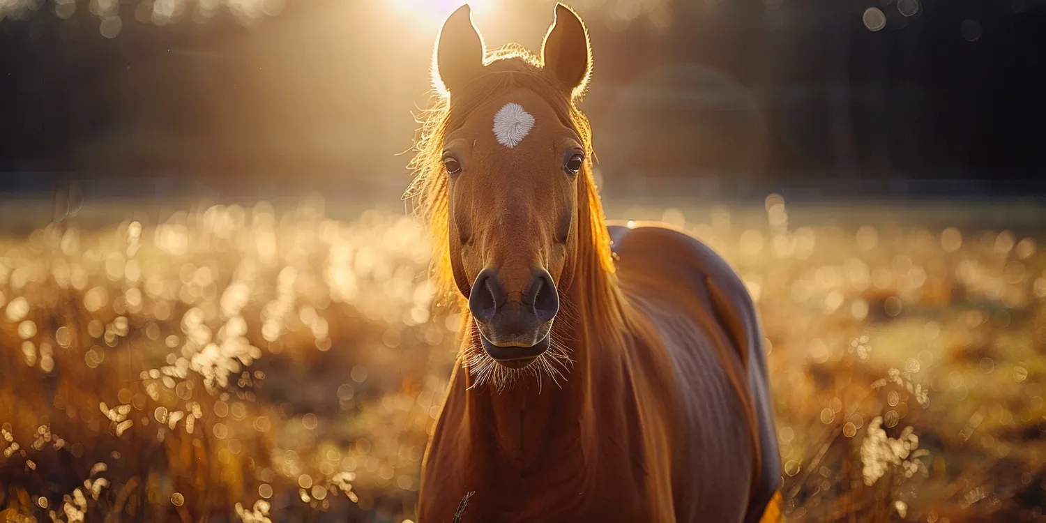 Ostatnia droga czyli godne pożegnanie pupila
