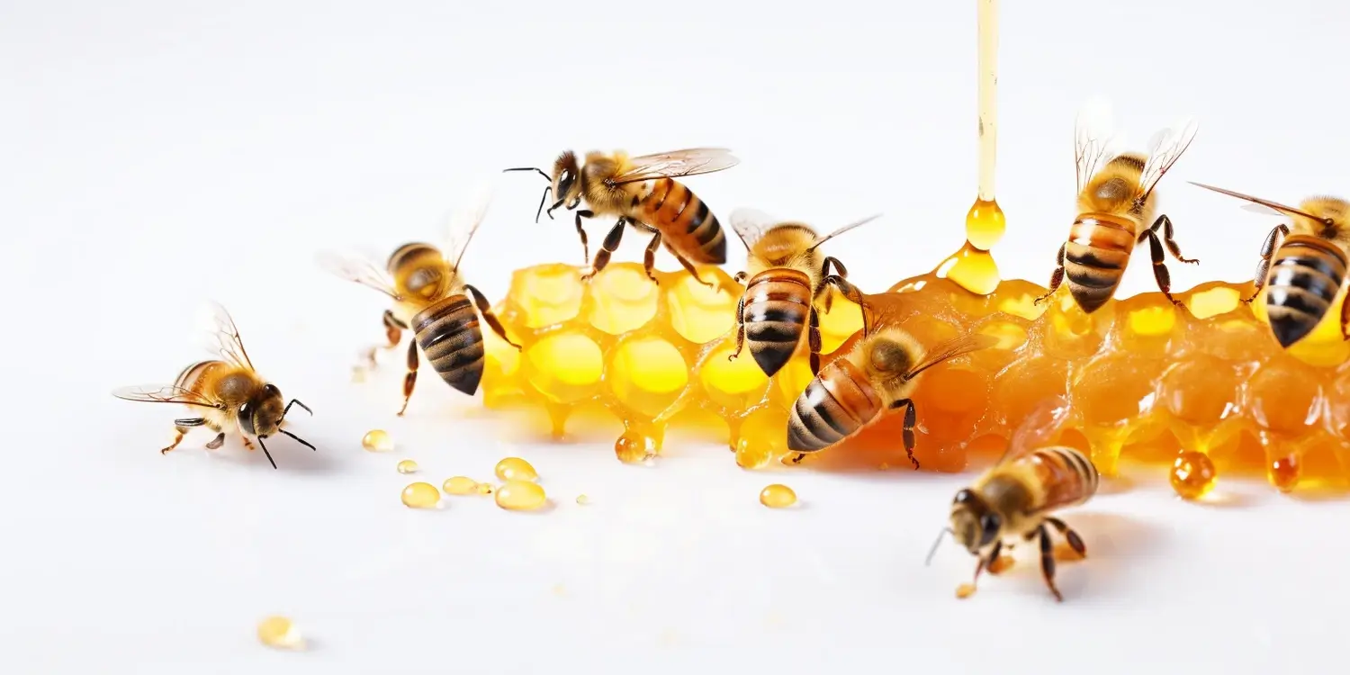 Miód faceliowy właściwości lecznicze